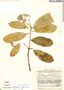 Aspidosperma spruceanum Benth. ex Müll. Arg., Mexico, J. Chavelas 2938, F