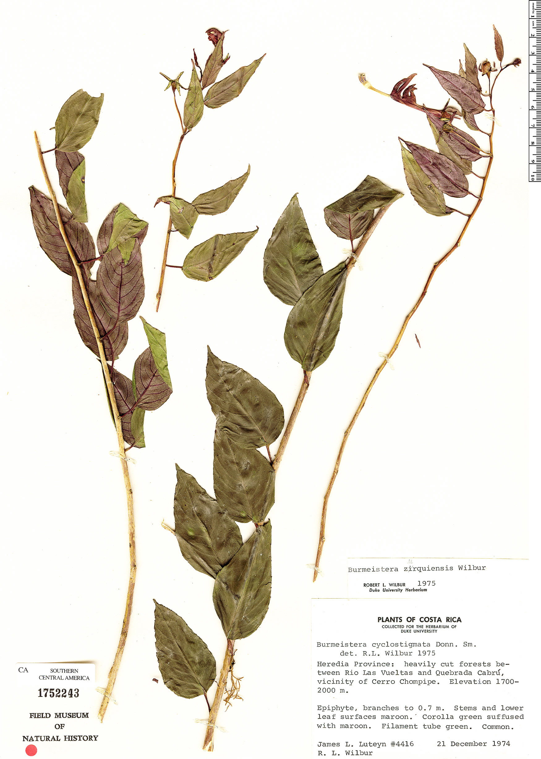 Burmeistera zurquiensis image