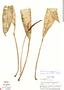 Anthurium pageanum image
