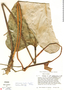Anthurium lentii image