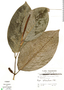 Piper latibracteum image