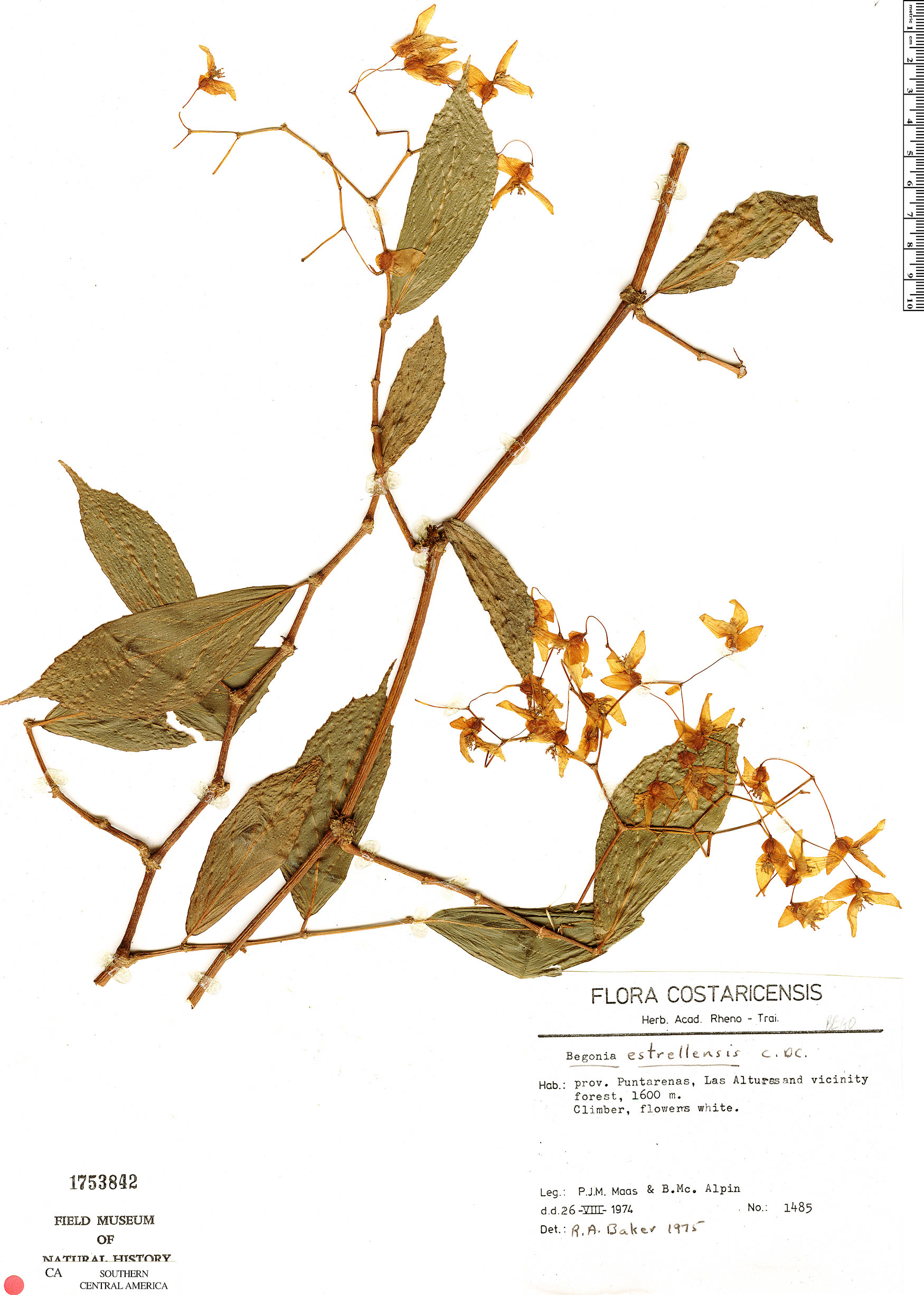 Begonia estrellensis image