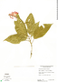 Scutellaria glabra image