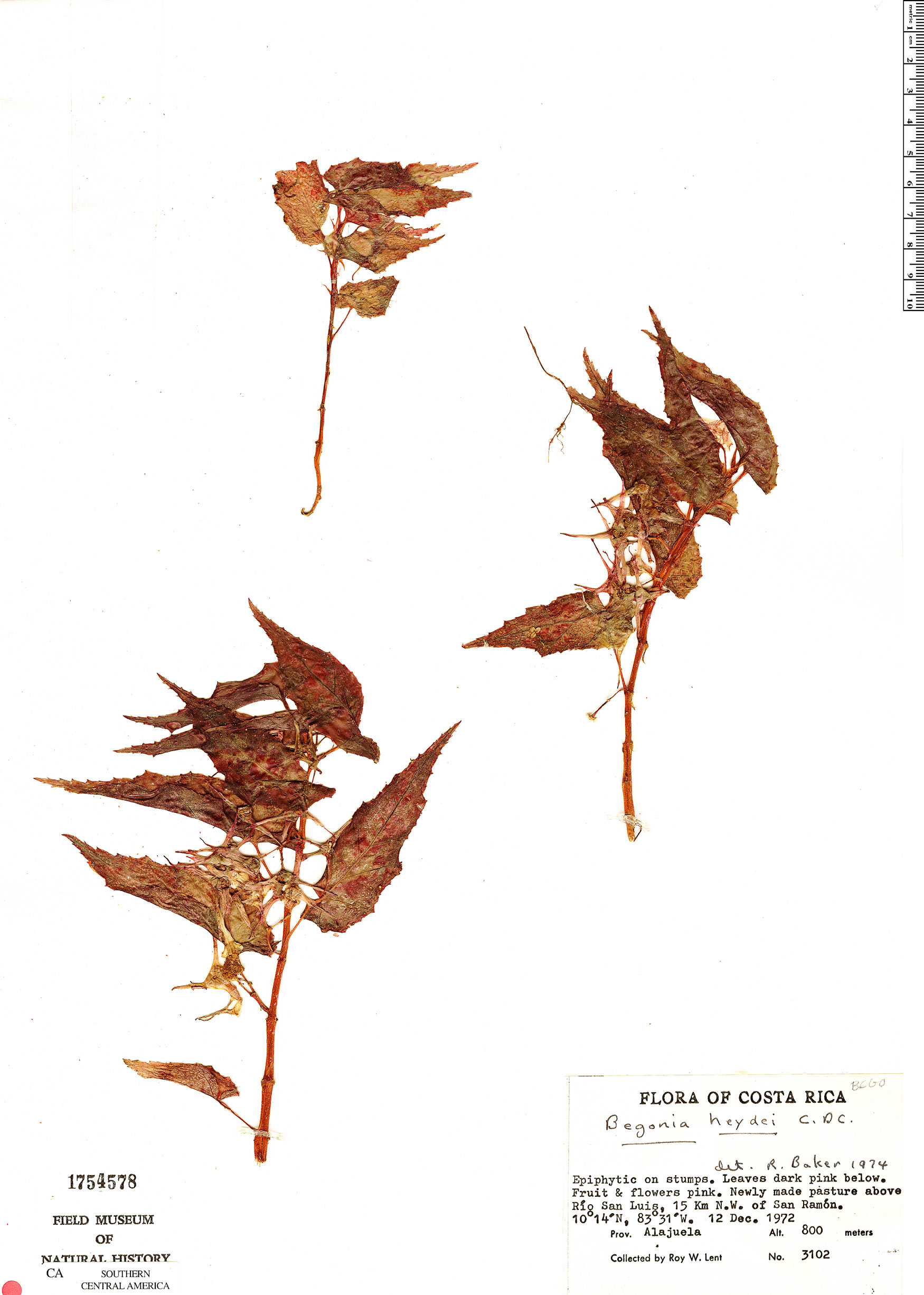 Begonia heydei image