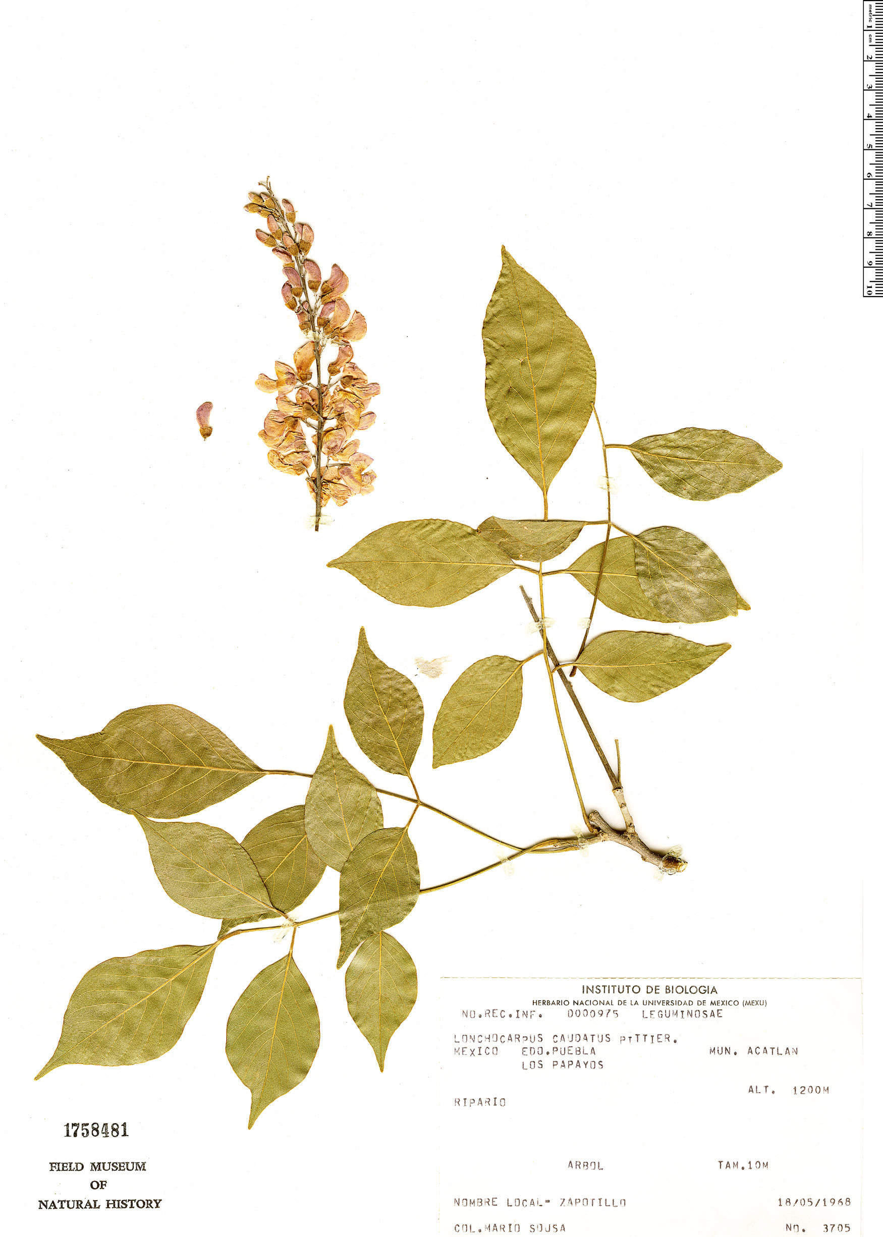 Lonchocarpus caudatus image