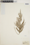 Asplenium daucifolium image