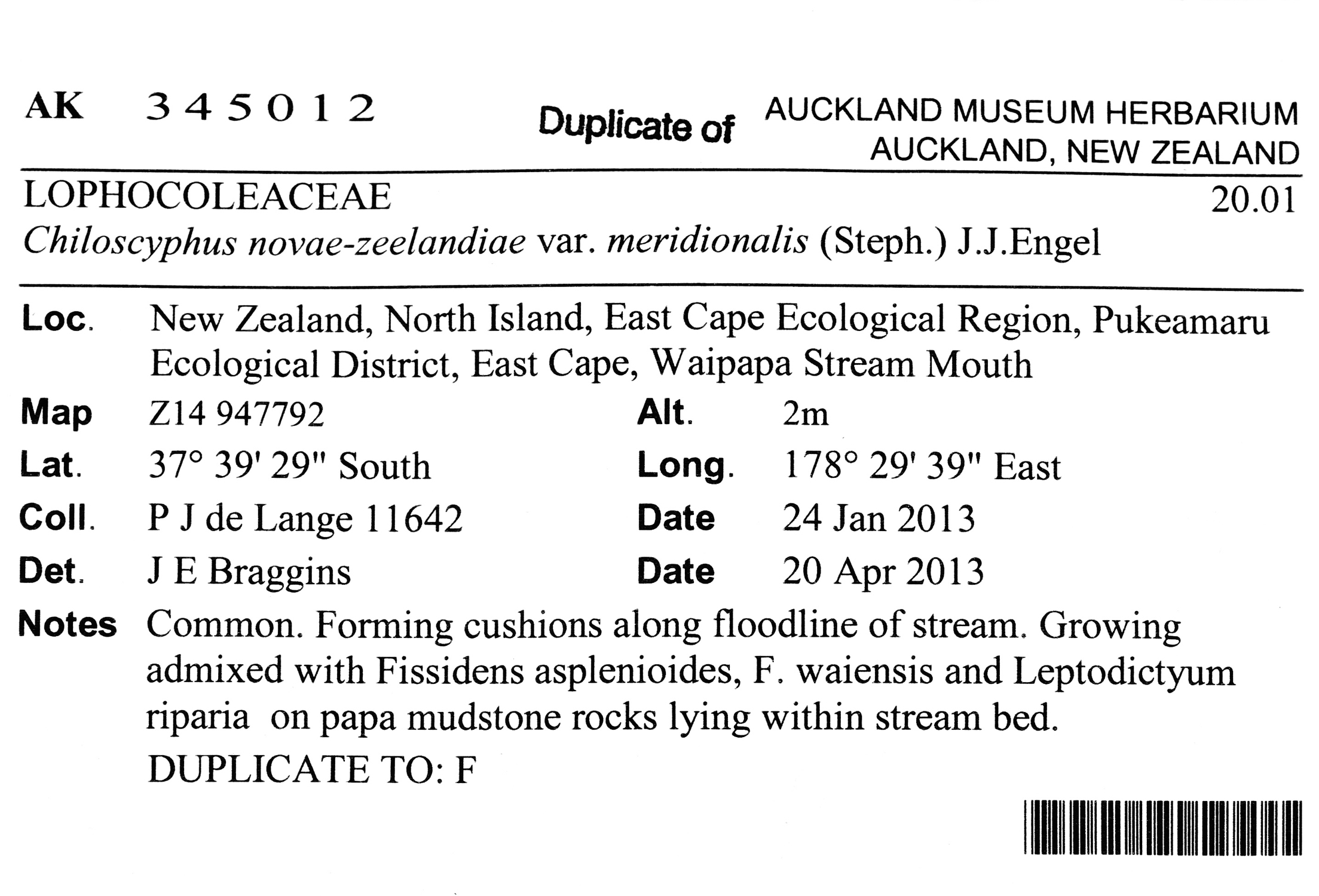Lophocolea novae-zeelandiae image