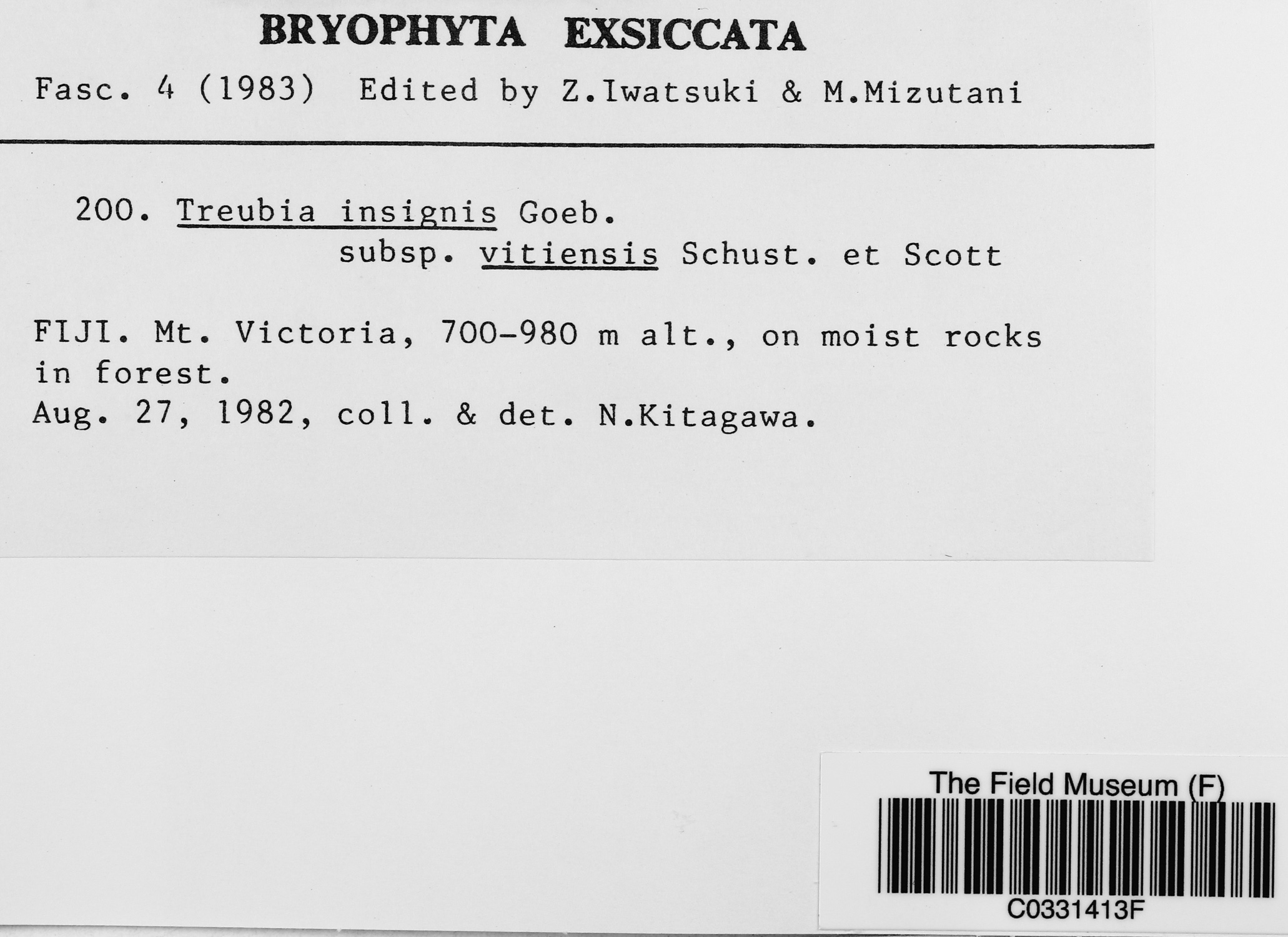 Treubia insignis subsp. vitiensis image