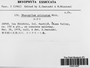 Racopilum cuspidigerum image