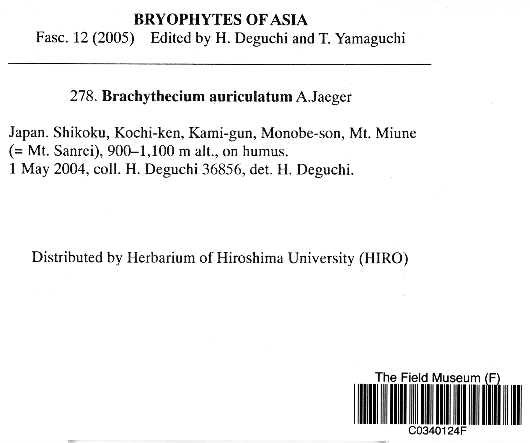 Brachythecium auriculatum image