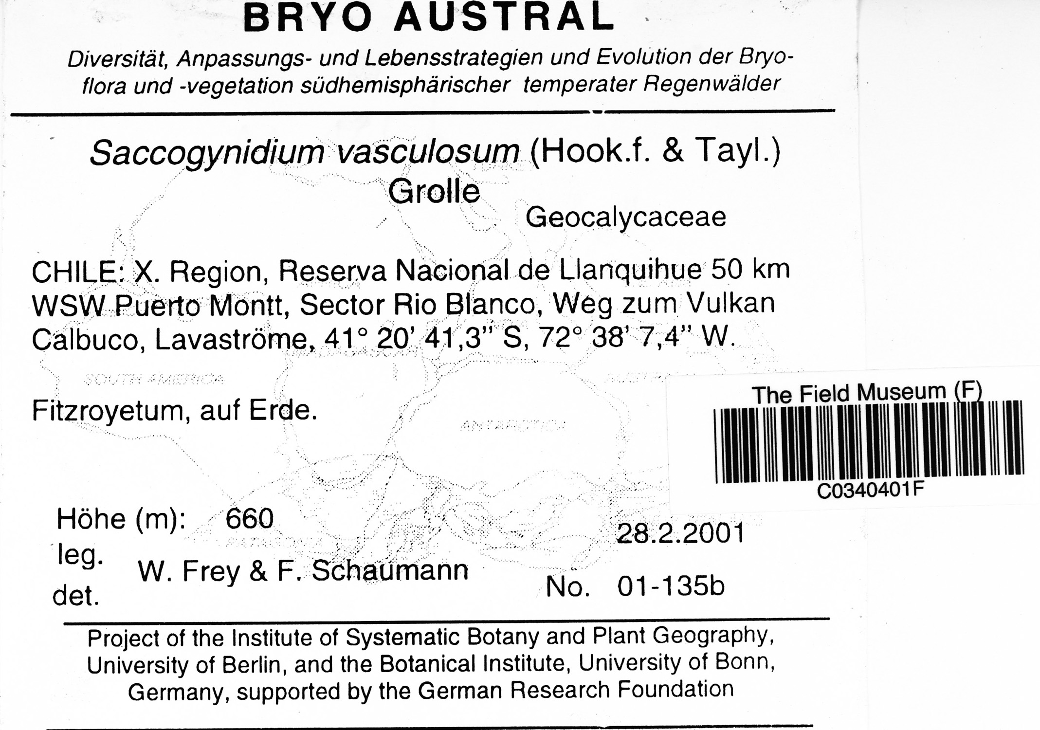 Saccogynidium vasculosum image