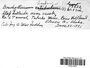 Brachytheciastrum leibergii image