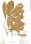 Duguetia stenantha R. E. Fr., Peru, T. B. Croat 19009, F