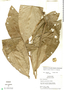 Duguetia odorata (Diels) J. F. Macbr., Peru, T. B. Croat 19145, F