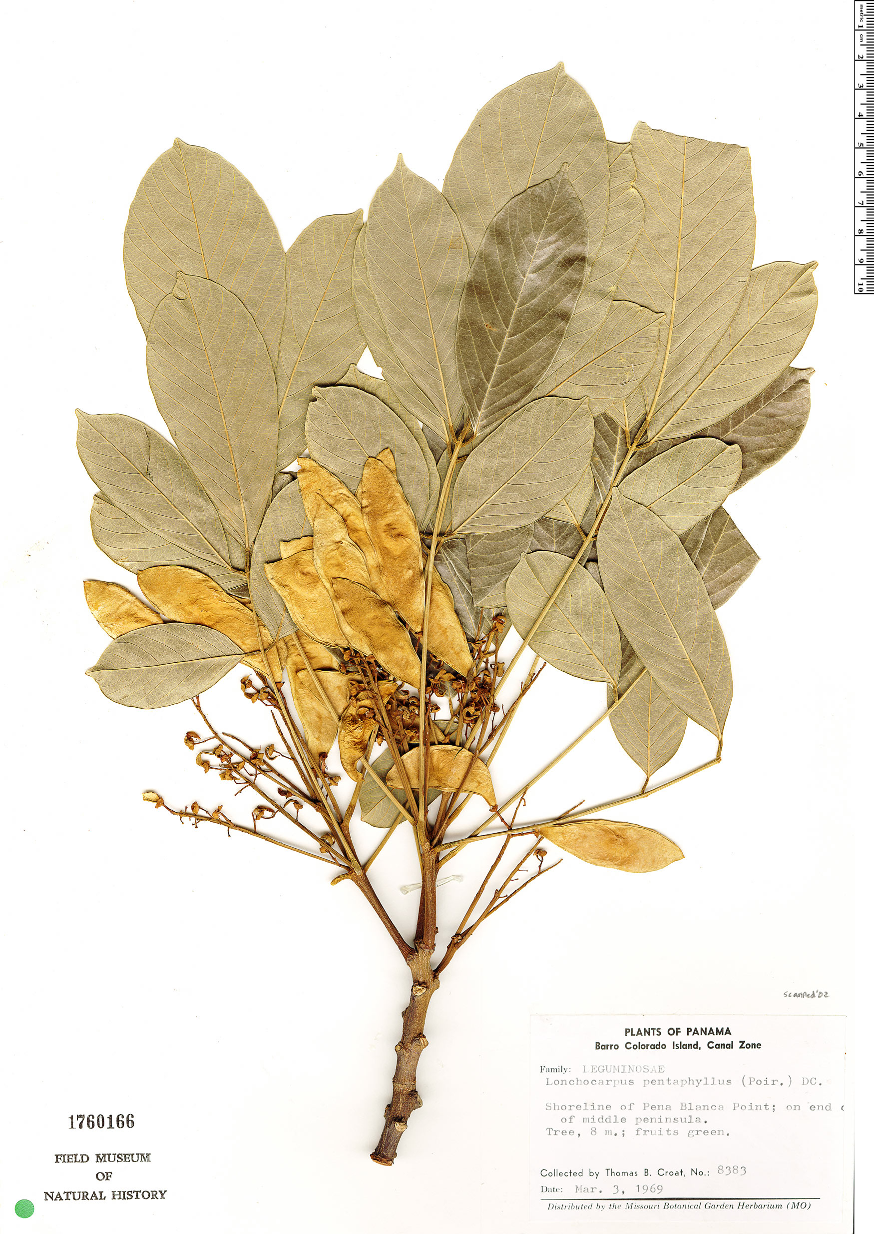 Lonchocarpus heptaphyllus image