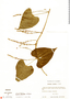 Dioscorea glandulosa Klotzsch ex Kunth, Colombia, L. Uribe U. 5022, F