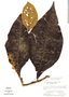 Miconia tomentosa (Rich.) D. Don ex DC., Nicaragua, G. Proctor 27223, F