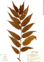 Trema micrantha (L.) Blume, Jamaica, G. Proctor 23831, F