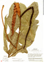 Anthurium clavigerum Poepp., W. C. Burger 9963, F