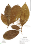 Miconia prasina (Sw.) DC., Peru, S. T. McDaniel 17752, F