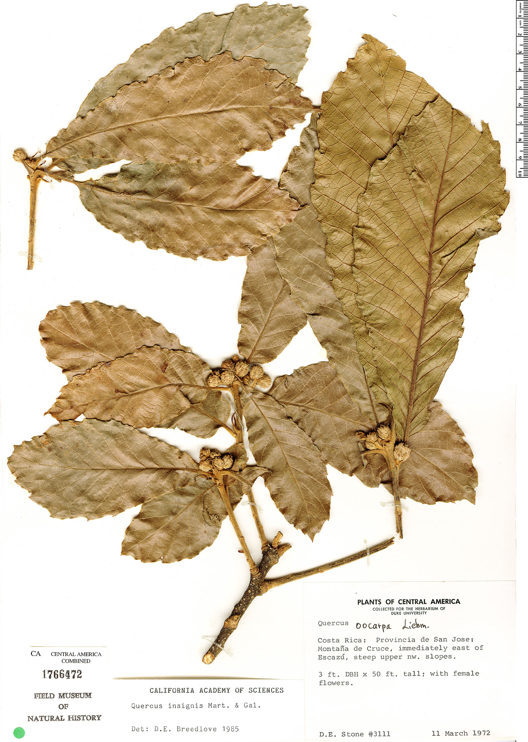 Quercus oocarpa image