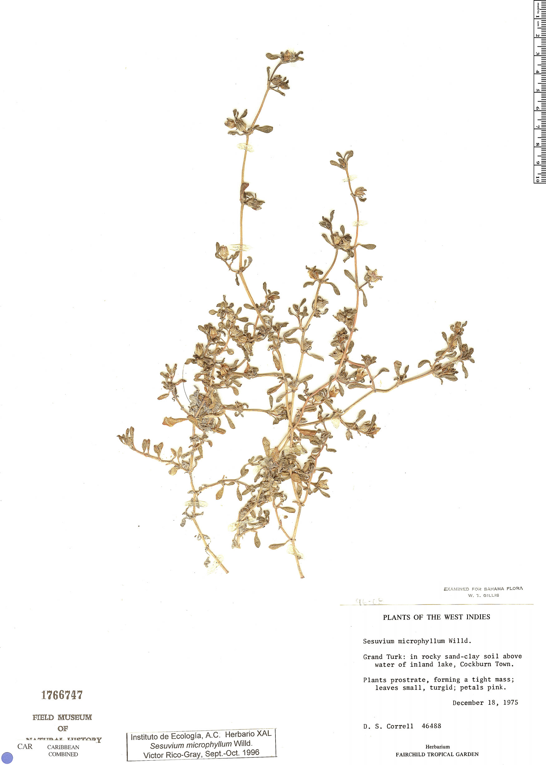 Sesuvium microphyllum image