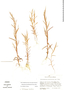 Schizachyrium brevifolium (Sw.) Nees ex Büse, Mexico, D. E. Breedlove 20553, F