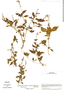 Image of Pseuderanthemum praecox