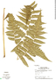 Cyathea petiolata (Hook.) R. M. Tryon, Panama, T. B. Croat 4329, F