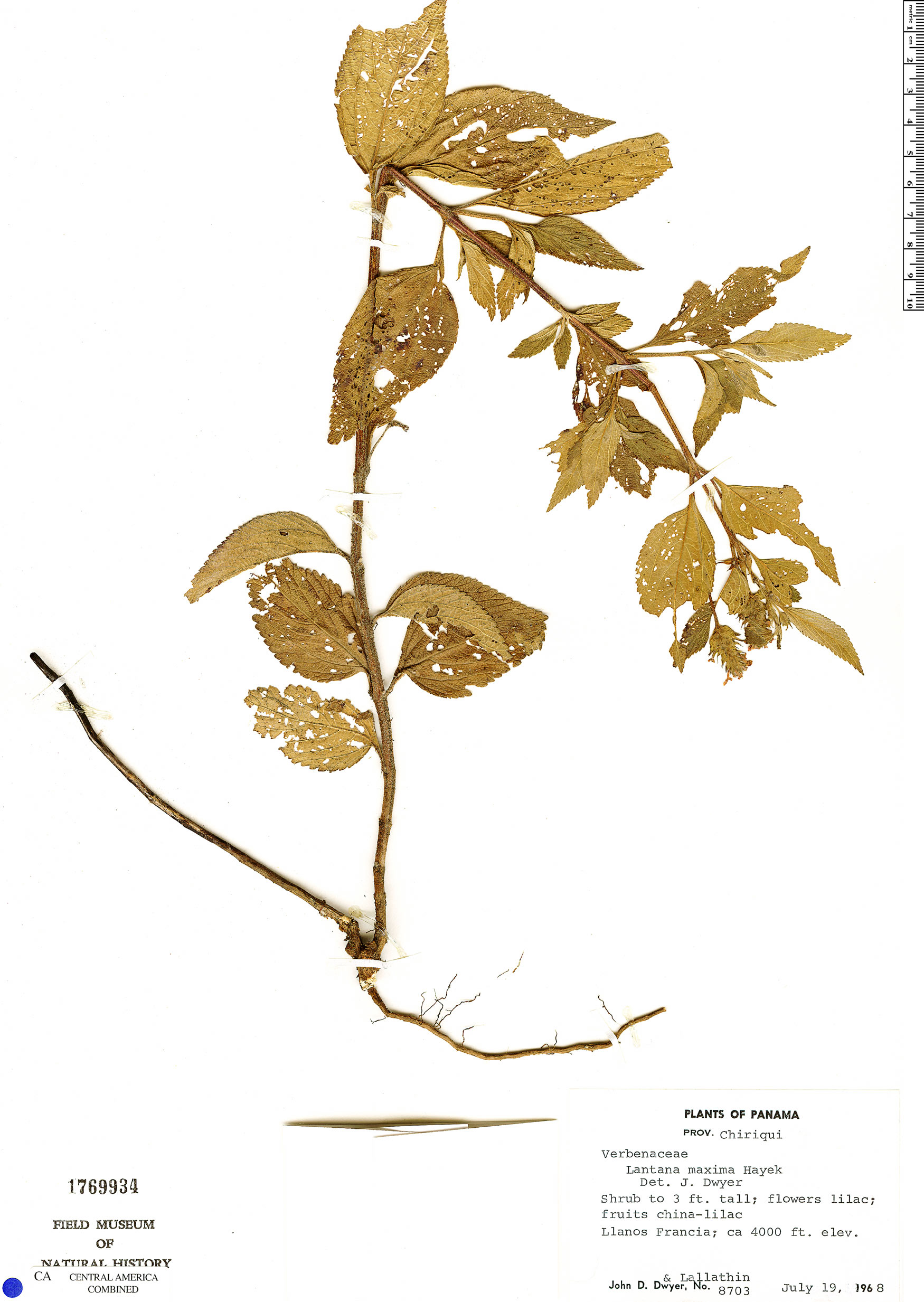 Lantana trifolia image