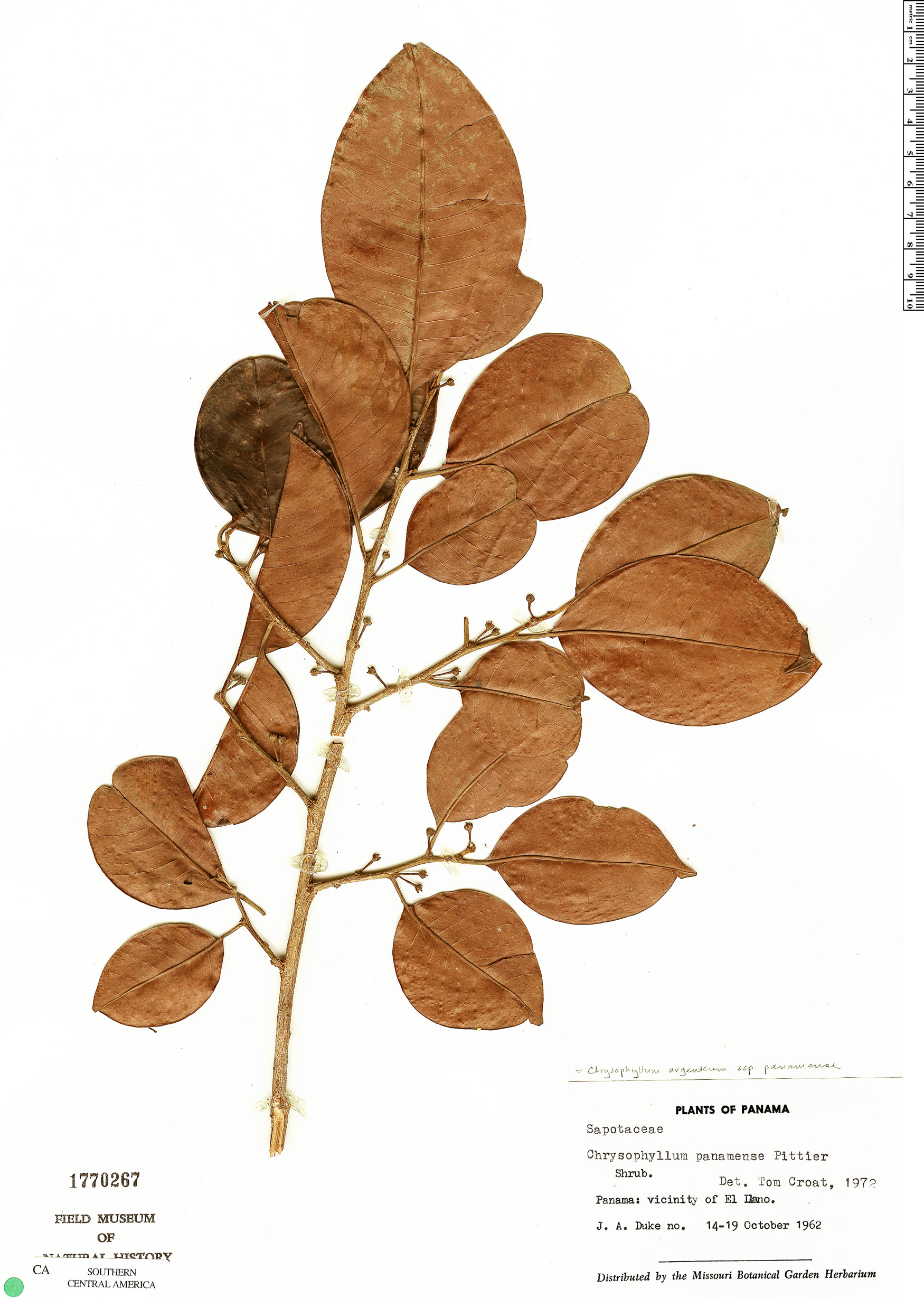 Chrysophyllum argenteum image