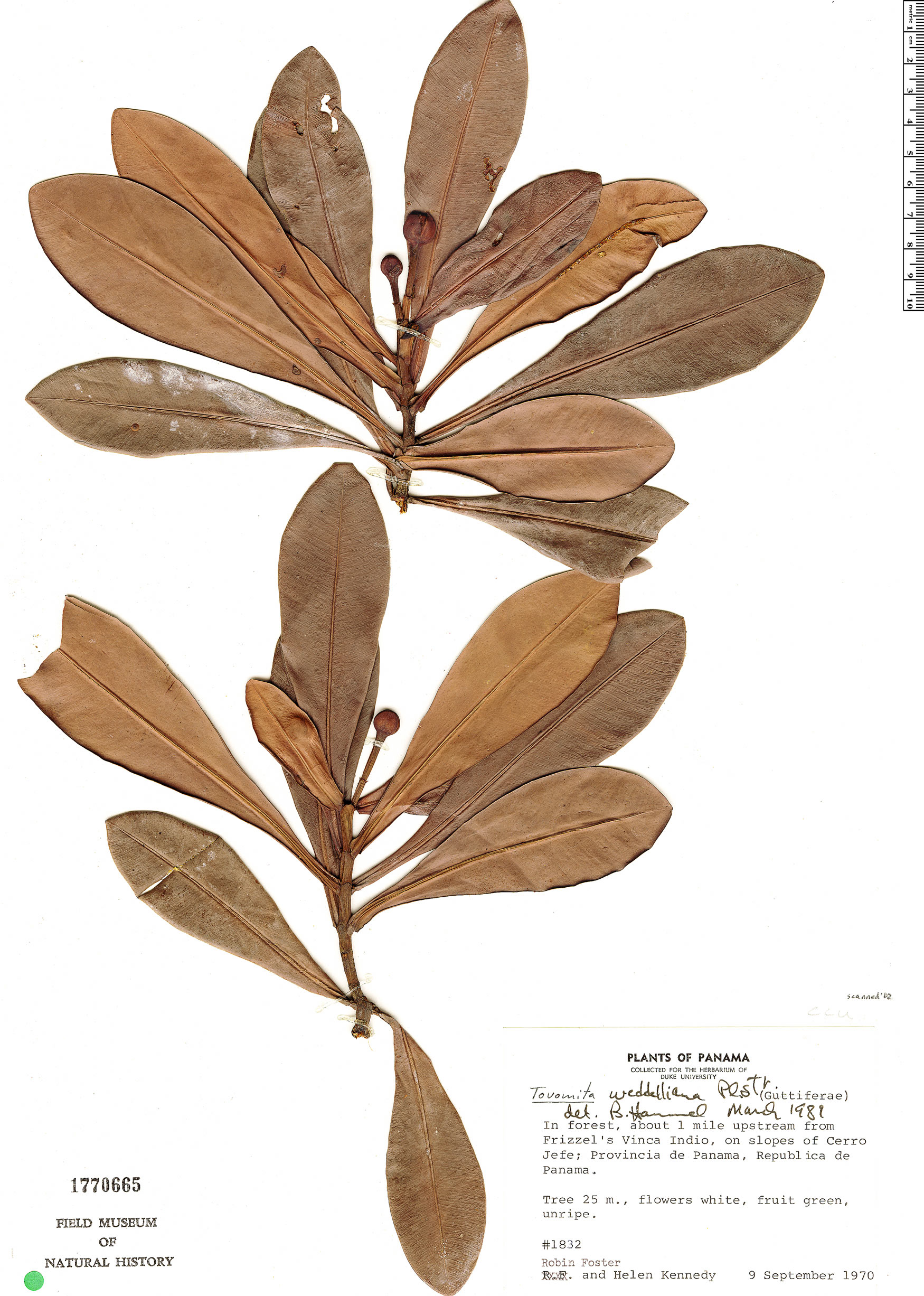Arawakia caputmonsia image