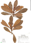 Tovomita weddelliana Planch. & Triana, Panama, R. B. Foster 1832, F