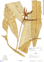 Heliconia vaginalis image