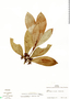 Psychotria psychotriifolia image