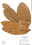 Pseudolmedia macrophylla, Brazil, G. T. Prance 18376, F