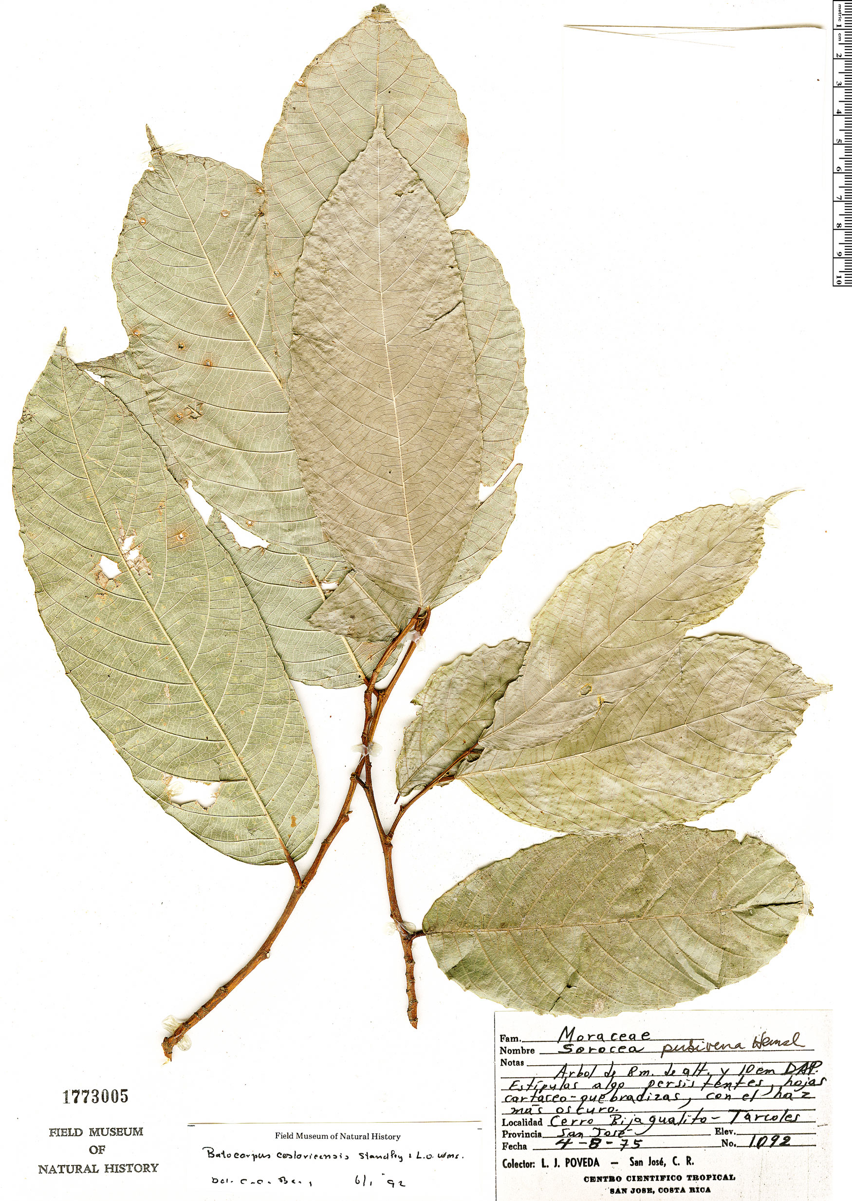 Batocarpus image