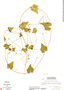 Cyclanthera filiformis image