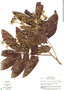 Exothea paniculata (Juss.) Radlk., Guatemala, L. O. Williams 40368, F