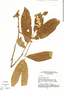 Couepia eriantha Spruce ex Hook. f., Brazil, G. T. Prance 16368, F
