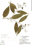 Cordia trachyphylla Mart., Brazil, G. T. Prance 14345, F