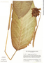 Image of Calathea nigricans