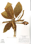 Syngonium podophyllum Schott, Mexico, H. A. Kennedy 3687, F