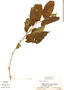 Croton alamosanus Rose, Mexico, B. C. Templeton 7155, F