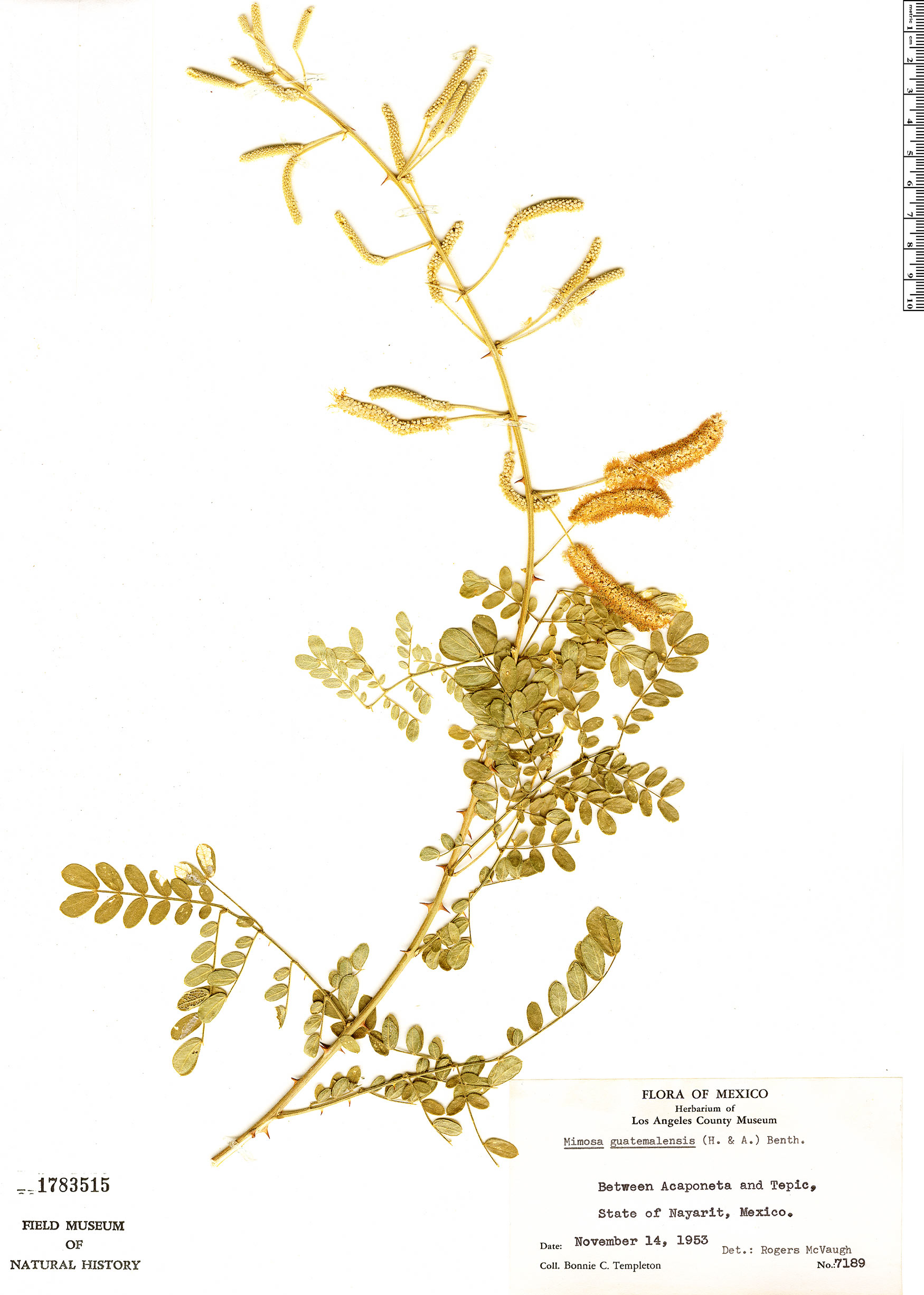 Mimosa guatemalensis image