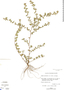 Cuphea parsonsia, BAHAMAS, D. Cornell 47955, F