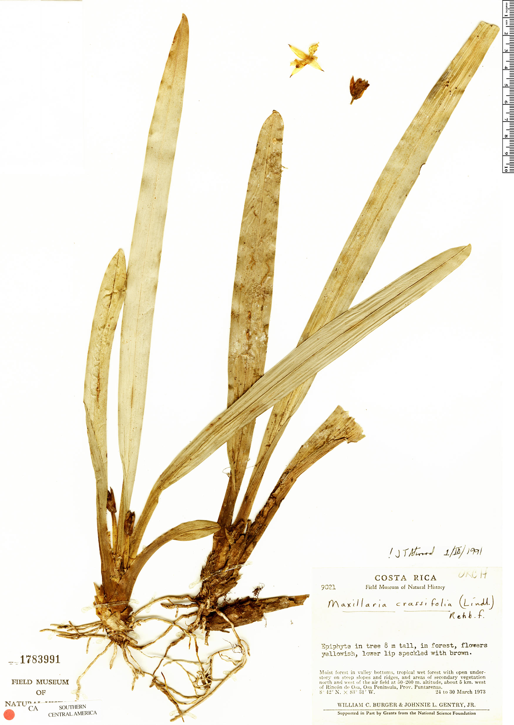 Maxillaria crassifolia image