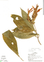 Aphelandra terryae Standl., Panama, H. A. Kennedy 2832, F