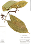 Sorocea pubivena subsp. pubivena image