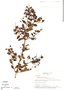 Lawsonia inermis L., Panama, L. Carrasquilla 227, F